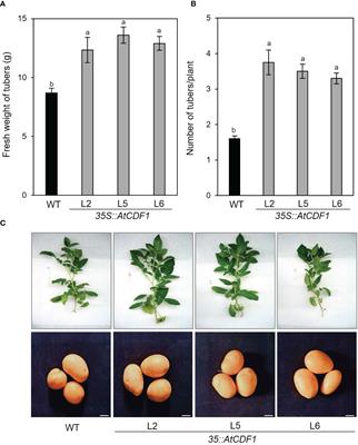 Ectopic expression of the AtCDF1 transcription factor in potato enhances tuber starch and amino acid contents and yield under open field conditions